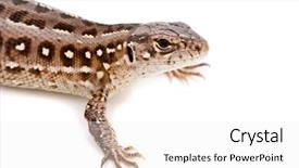  Presentation with white sand - PPT layouts featuring lacerta-agilis-sand-lizard background and a white colored foreground