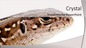  Presentation with white sand - PPT theme having lacerta-agilis-sand-lizard background and a light gray colored foreground