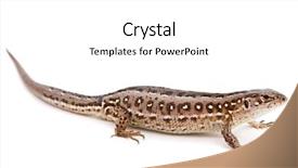  Presentation with white sand - Cool new PPT theme with lacerta-agilis-sand-lizard backdrop and a white colored foreground