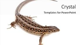  Presentation with white sand - Cool new PPT theme with lacerta agilis sand lizard on white background backdrop and a white colored foreground