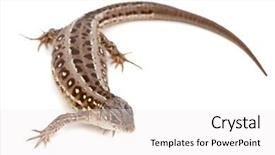  Presentation with white sand - PPT theme with lacerta-agilis-sand-lizard background and a white colored foreground