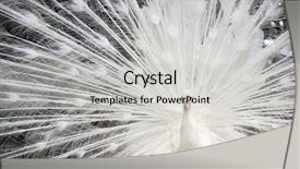  Presentation with peacock - Colorful presentation enhanced with peacock with spreads tail feather backdrop and a light gray colored foreground