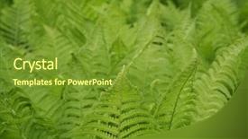  Presentation with fern - Colorful presentation enhanced with  backdrop and a  colored foreground