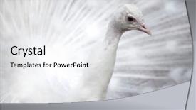  Presentation with peacock - Presentation theme with white peacock in zoo background and a sky blue colored foreground
