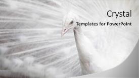  Presentation with peacock - Amazing presentation design having white peacock in zoo backdrop and a light gray colored foreground