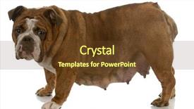  Presentation with english research - Beautiful presentation theme featuring medical bulling - english bulldog - lactating female backdrop and a tawny brown colored foreground
