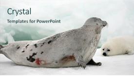  Presentation with cow - Amazing PPT theme having happy mother harp seal cow backdrop and a sky blue colored foreground