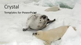  Presentation with cow - PPT theme with happy mother harp seal cow background and a light gray colored foreground