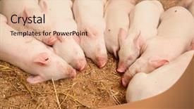  Presentation with pigs - Theme with young pigs sleeping background and a lemonade colored foreground