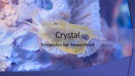  Presentation with fish aquarium - Amazing presentation design having lactoria cornuta nature water habitat backdrop and a light blue colored foreground