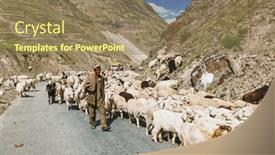  Presentation with shepherd sheep - 