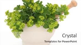  Presentation with herb - PPT theme enhanced with ladies mantle herb flower sprigs background and a white colored foreground