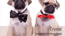  Presentation with cute christmas pug puppy dog - Audience pleasing PPT theme consisting of lady and gentleman pug puppy backdrop and a coral colored foreground