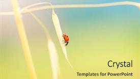  Presentation with nature countryside - Audience pleasing presentation design consisting of lady beetle sitting on the gold dry wheat stem on bright sunny day beautiful nature of countryside autumn harvest season backdrop and a blonde colored foreground