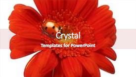  Presentation with gerbera daisy - PPT theme consisting of lady bug on gerbera daisy background and a crimson colored foreground