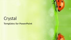  Presentation with lady - Beautiful slides featuring lady bug on stalk reflected backdrop and a soft green colored foreground