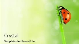  Presentation with hearing clinicyoung lady - PPT theme consisting of lady bug on stalk background and a soft green colored foreground