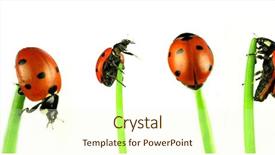  Presentation with ladybugs - Colorful slides enhanced with lady bugs - collection of ladybugs studio photos backdrop and a cream colored foreground