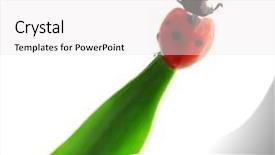  Presentation with earth science green and white - PPT theme consisting of lady bugs - ladybird on green leaf isolated background and a white colored foreground