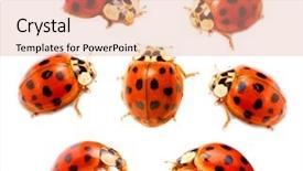  Presentation with ladybugs - Presentation theme having lady bugs - ladybugs coccinella septempunctata background and a coral colored foreground