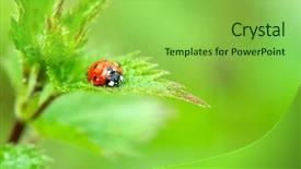  Presentation with nettle - Colorful theme enhanced with lady bugs - wet ladybird in red backdrop and a  colored foreground