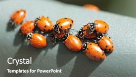  Presentation with aphids - Slides having lady cows lady bird beatles background and a dark gray colored foreground