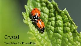  Presentation with aphids - Audience pleasing theme consisting of lady cows lady bird beatles backdrop and a gold colored foreground