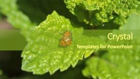 Presentation with aphids - PPT layouts featuring lady cows lady bird beatles background and a tawny brown colored foreground