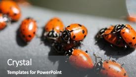  Presentation with aphids - Cool new slides with lady cows lady bird beatles backdrop and a gray colored foreground