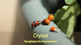  Presentation with aphids - Theme enhanced with lady cows lady bird beatles background and a tawny brown colored foreground