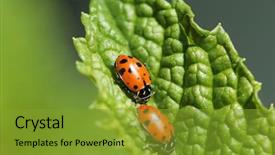  Presentation with aphids - Amazing PPT layouts having lady cows lady bird beatles backdrop and a gold colored foreground