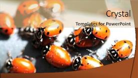  Presentation with aphids - Slide deck consisting of lady cows lady bird beatles background and a coral colored foreground