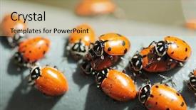  Presentation with aphids - Beautiful theme featuring lady cows lady bird beatles backdrop and a coral colored foreground