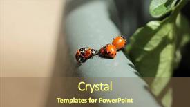  Presentation with aphids - PPT layouts with lady cows lady bird beatles background and a tawny brown colored foreground