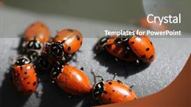  Presentation with aphids - Theme having lady cows lady bird beatles background and a gray colored foreground