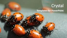  Presentation with aphids - Audience pleasing PPT layouts consisting of lady cows lady bird beatles backdrop and a gray colored foreground