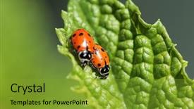  Presentation with aphids - Cool new theme with lady cows lady bird beatles backdrop and a gold colored foreground