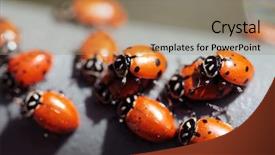  Presentation with aphids - Amazing slide deck having lady cows lady bird beatles backdrop and a coral colored foreground