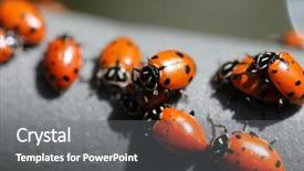  Presentation with aphids - Slide deck with lady cows lady bird beatles background and a gray colored foreground