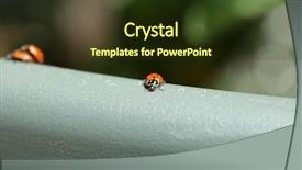  Presentation with aphids - PPT theme featuring lady cows lady bird beatles background and a tawny brown colored foreground