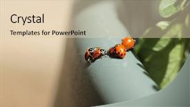  Presentation with aphids - Cool new PPT layouts with lady cows lady bird beatles backdrop and a lemonade colored foreground