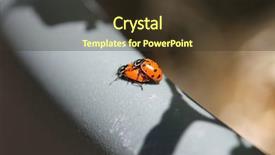  Presentation with aphids - Slide deck enhanced with lady cows lady bird beatles background and a tawny brown colored foreground