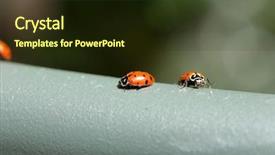  Presentation with aphids - Amazing PPT theme having lady cows lady bird beatles backdrop and a wine colored foreground