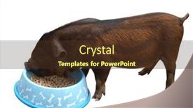  Presentation with lady - Presentation theme with lady-gruntsalot-a-kune-kune background and a tawny brown colored foreground