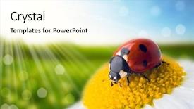  Presentation with nature - PPT theme featuring ladybird - flower and nature spring bokeh background and a cream colored foreground