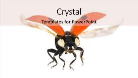  Presentation with ladybug - Audience pleasing PPT theme consisting of ladybird - flying ladybug isolated on white backdrop and a lemonade colored foreground