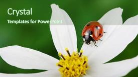  Presentation with ladybug - PPT layouts with ladybird - ladybug and flower background and a forest green colored foreground