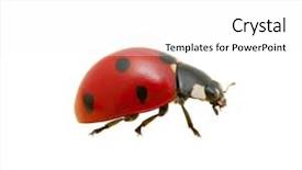  Presentation with ladybug - Audience pleasing PPT theme consisting of ladybird - ladybug isolated on the white backdrop and a white colored foreground