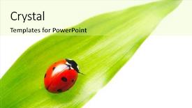  Presentation with ladybug - Audience pleasing theme consisting of ladybird - ladybug on a leaf backdrop and a blonde colored foreground