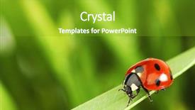  Presentation with ladybug - Colorful presentation enhanced with ladybird - ladybug on grass green backdrop and a shamrock green colored foreground